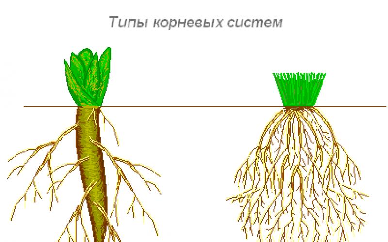 Корневая система растений не имеющая главного корня