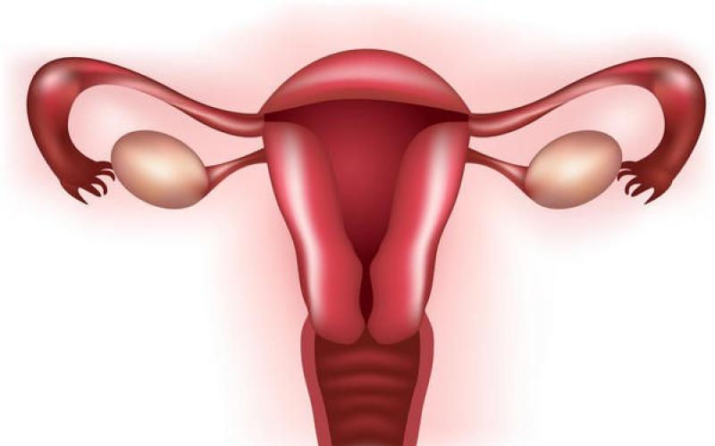 Physiology of the female reproductive system