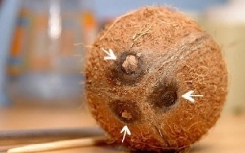 Coconut is a fruit or nut. Coconut is a nut.