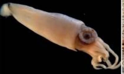 Класс ресничные черви Моллюск прудовик малый