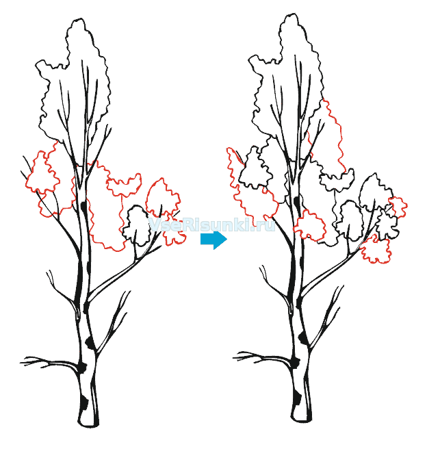 Как нарисовать ветку березы поэтапно