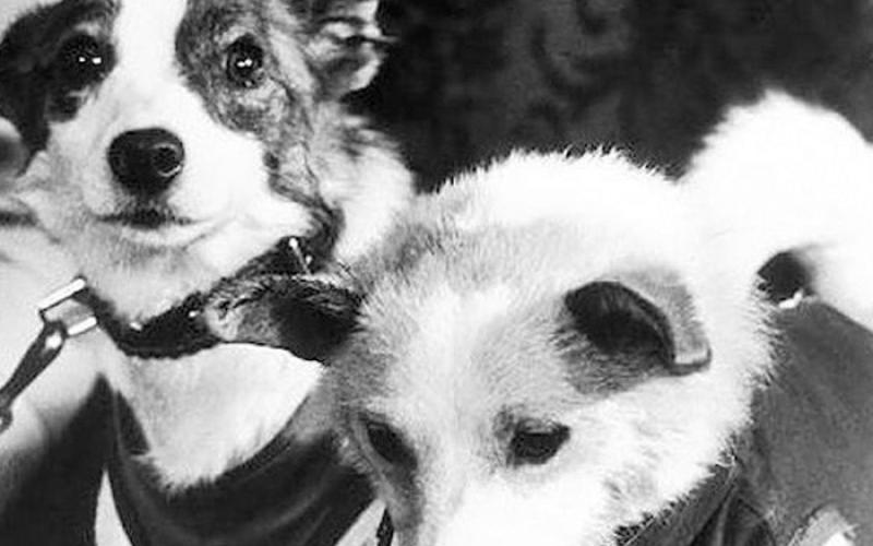 Laika: tragedi anjing pertama di luar angkasa (8 foto)