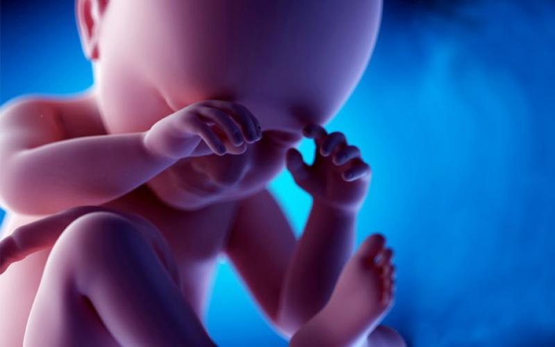 Pregnancy at 24 weeks: what happens to the baby and mother during this period, how does the fetus develop, how does the woman feel?
