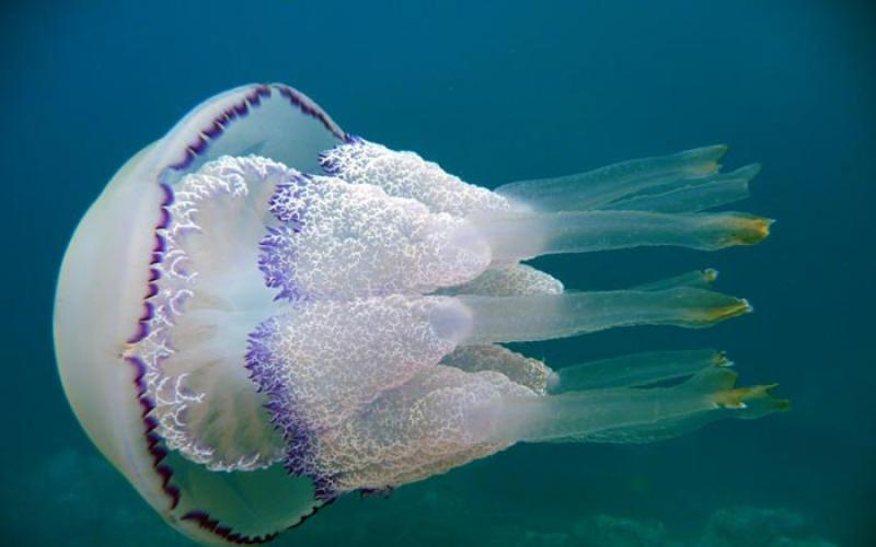 Самые ядовитые и опасные медузы черного моря