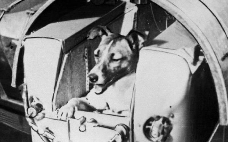 How did Laika (the astronaut dog) die?