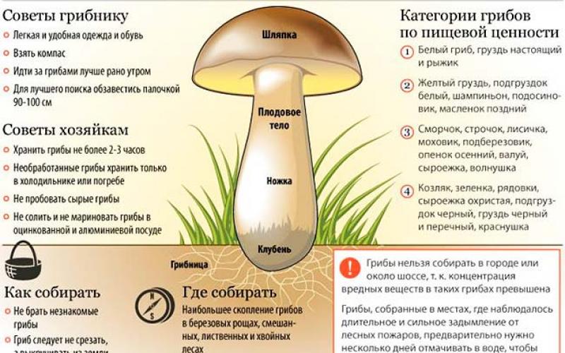 Польза маринованных грибов при беременности