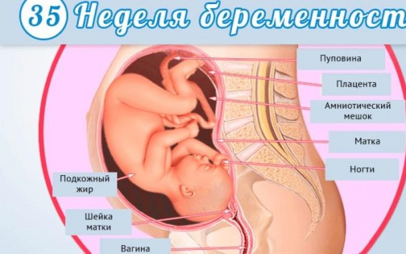 35 सप्ताह के गर्भ में भ्रूण का विकास