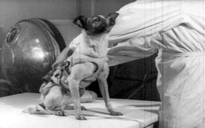 Комментарии к статье «Что стало с Лайкой - первой собакой в космосе