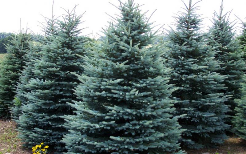 Interesting facts about spruce