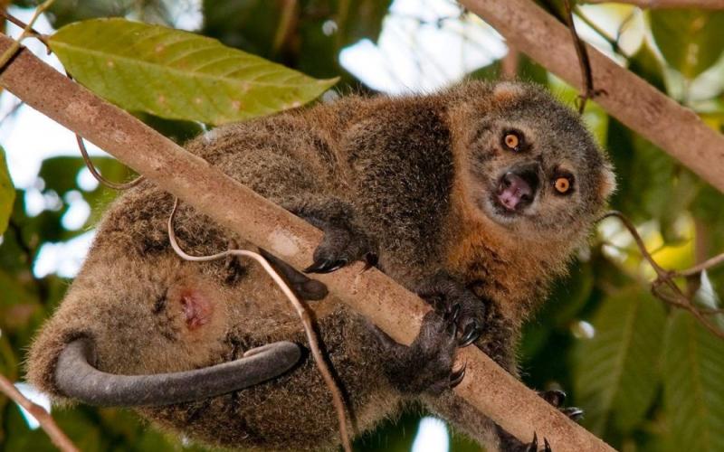Marsupial mysterious animal cuscus - description with photos and videos